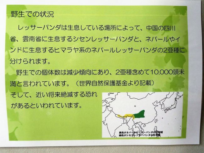 長距離ドライブで北陸信州レッサーパンダ遠征 ４ ３動物園いろいろ 国際レッサーパンダデーにちなんでレッサーパンダのことを知ろう 小松 石川県 の旅行記 ブログ By まみさん フォートラベル