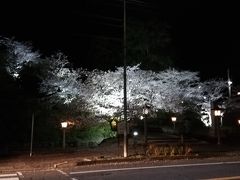 武雄神社です。
夜桜がとても綺麗でした。