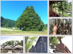 結婚50年☆がんばりました旅の1日目は、山形の酒田で日本一の大地主の足跡に触れ、杉の原生林の中で深呼吸し、トトロの木に癒やされる1日。　

