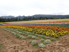 そして「麓郷展望台」へ登ります。
富良野ジャムの農園内の展望台です。
急な山道は一方通行となっていて安心。
登る途中に「五郎が熊に遭遇した場所」という
ドラマゆかりの地もありました。熊・・いるよね。

展望台周辺にもお花畑が・・。。
この日はとても風が強かったのですが
そんな中お花のお手入れをされる方がいらっしゃいました。
地道なお手入れが美しいお花畑を支えているんですね。
