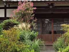 妙福寺
このお寺さんは、いつも本堂前の境内が一面の植物で埋め尽くされています。
以前は、ご年配の女性が手入れなさっているのをよく見かけました。今年はお見かけしませんが、お元気でいらっしゃるでしょうか？
クルクマがひと鉢だけ・・・
昨年などはピンクと白のクルクマが幾鉢もあって、表にまで置いてあったりしたのですが・・・
