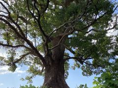 お堀の公園内にはこんな立派な木がいっぱいあって歴史を感じます。佐賀城跡の楠群。