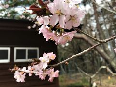 湖西でみつけた桜。