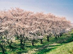 笠原の桜