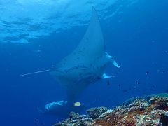 今回お世話になったダイビングショップは、さうすぽいんとさんです。
https://www.s-diving.jp/
2回目の利用　初日は潜る予定はしてませんでしたが、空きがあるのでいかがですか？と言われ、マンタポイントへ行きました。例年9月はマンタ遭遇率が高いと事前に調べましたが、今年は不調でヒット率が低いとの事でした。この様な中、1本目からマンタ5枚遭遇する事が出来まして良かったです。