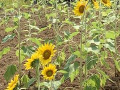 ローズマリーの公園の向日葵。お花が綺麗でした。
http://www.rosemary-park.jp/