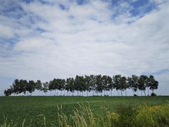 マイルドセブンの丘へ。

青空と立ち並ぶ木々が雄大な北海道を感じさせてくれます。