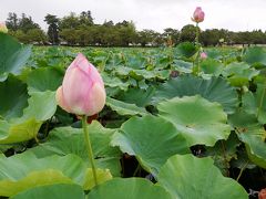 はすがまだ見れました。
