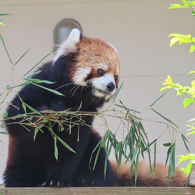 千葉市動物公園-1 レッサーパンダ「風太」が健在//子孫繁栄