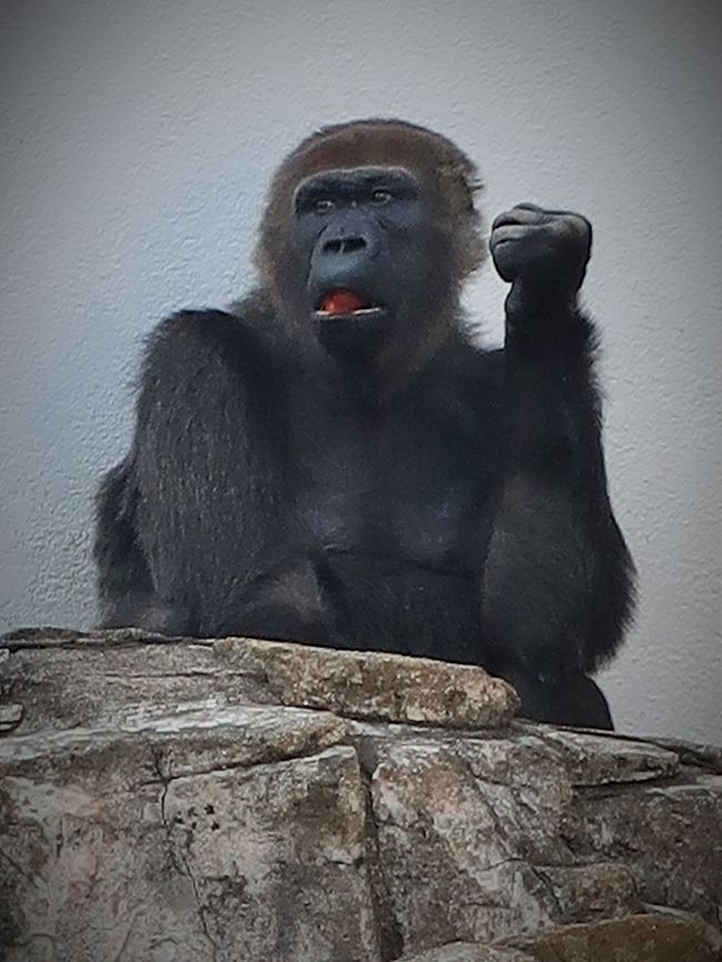 千葉市動物公園 3 モンキーゾーン ニシゴリラ モンタ 筆頭に チンパンジー フクロテナガザルも 千葉市 千葉県 の旅行記 ブログ By マキタン２さん フォートラベル