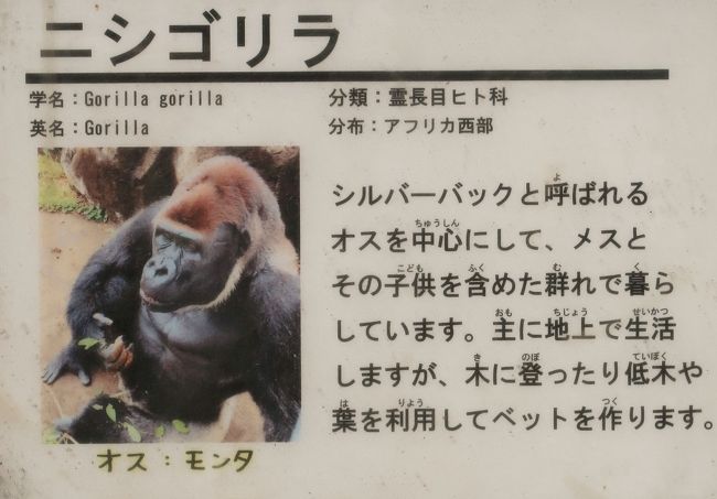 千葉市動物公園 3 モンキーゾーン ニシゴリラ モンタ 筆頭に チンパンジー フクロテナガザルも 千葉市 千葉県 の旅行記 ブログ By マキタン２さん フォートラベル
