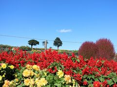 ぜるぶの丘（美瑛町）まで来ました。駐車場前にはサルビア、ダリア、そして赤く染まってきたコキア（葉）が列になってきれいに咲いてました。
