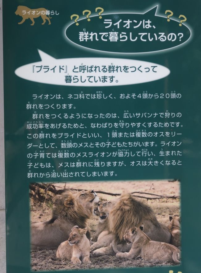 千葉市動物公園 4 草原ゾーン キリン ゾウ シマウマ カンガルー チーターは見逃し 千葉市 千葉県 の旅行記 ブログ By マキタン２さん フォートラベル