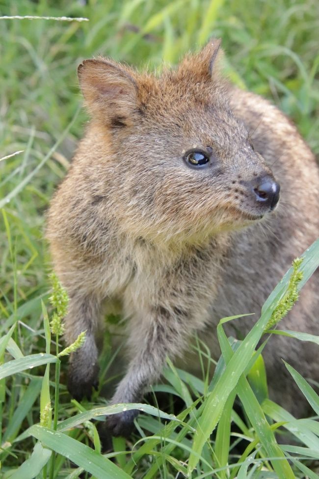 クオッカ自由観覧と5大チャイルド制覇の埼玉こども動物自然公園 東園 パパと遊ぶ赤ちゃんや笑っているように撮れたクオッカ コアラは全員熟睡中 東松山 埼玉県 の旅行記 ブログ By まみさん フォートラベル クオッカ自由観覧と5大チャイルド制覇の埼玉こども動物自然公園 東園 パパと遊ぶ赤ちゃんや笑っているように撮れたクオッカ コアラは全員熟睡中 東松山 埼玉県 の旅行記 ブログ By まみさん フォートラベル