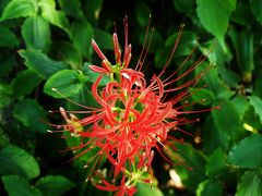 由比ヶ浜にある我が家から若宮大路を鎌倉駅方面へ向かってテクテク。
日常的に歩いている道なので、途中に小さな曼珠沙華が咲いていることは知っていたのですが、ちょうど陽があたって「撮って」と言われているようで、これまたパチリ！