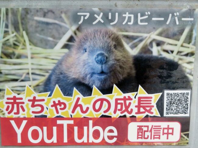 祝日の車デビューの千葉市動物公園 前編 リンゴタイムがなくても魅惑の風太一家 Nhkスゴモリどうぶつえんで見たビーバーの赤ちゃんも会えた 千葉市 千葉県 の旅行記 ブログ By まみさん フォートラベル 祝日の車デビューの千葉市動物公園 前編 リンゴタイムがなくても魅惑の風太一家 Nhkスゴモリどうぶつえんで見たビーバーの赤ちゃんも会えた 千葉市 千葉県 の旅行記 ブログ By まみさん フォートラベル