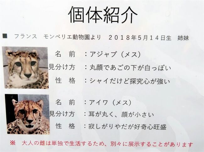 祝日の車デビューの千葉市動物公園 後編 チーターとハイエナもやってきた 1頭のみになっていたキリンやマレーバク ハシビロコウはよく動く他 千葉市 千葉県 の旅行記 ブログ By まみさん フォートラベル 祝日の車デビューの千葉市動物公園 後編 チーターとハイエナもやってきた 1頭のみになっていたキリンやマレーバク ハシビロコウはよく動く他 千葉市 千葉県 の旅行記 ブログ By まみさん フォートラベル