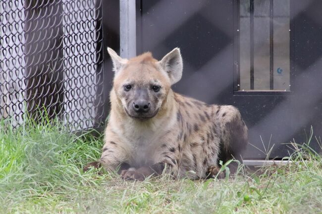 祝日の車デビューの千葉市動物公園 後編 チーターとハイエナもやってきた 1頭のみになっていたキリンやマレーバク ハシビロコウはよく動く他 千葉市 千葉県 の旅行記 ブログ By まみさん フォートラベル 祝日の車デビューの千葉市動物公園 後編 チーターとハイエナもやってきた 1頭のみになっていたキリンやマレーバク ハシビロコウはよく動く他 千葉市 千葉県 の旅行記 ブログ By まみさん フォートラベル