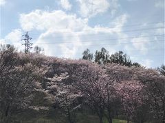 次の桜は弘法山古墳ですが
残念なことに逆光ですね…。