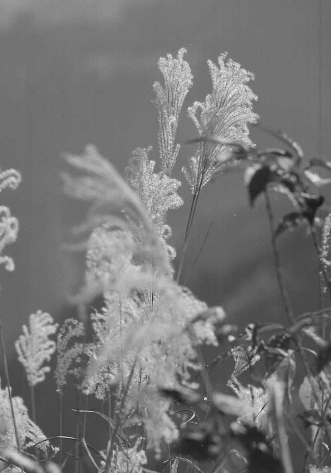 銀色に輝くススキの穂