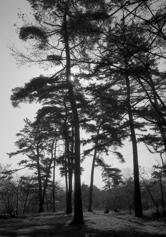 平林寺境内林の松林