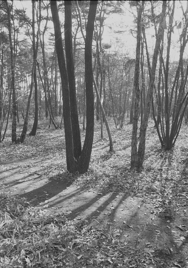 平林寺境内林の雑木林