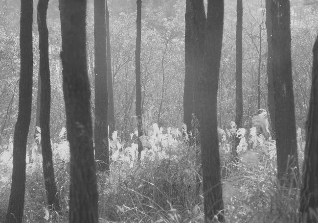 雑木林のススキ