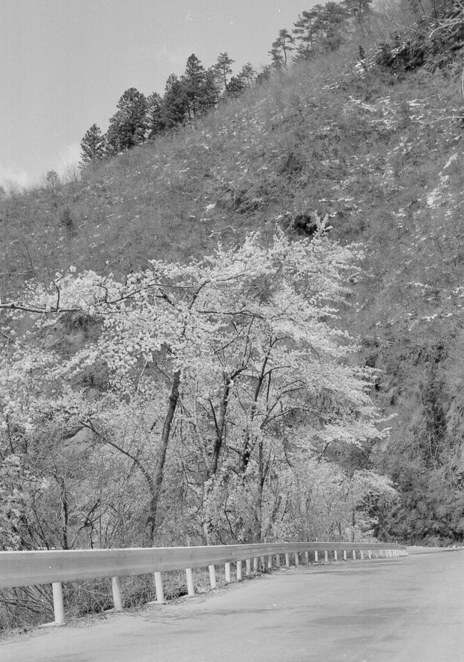 桜が満開でした。