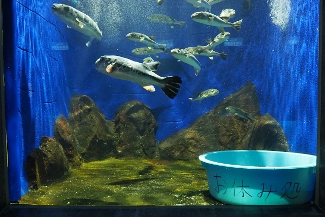 久しぶりの北海道旅 3日目 市立室蘭水族館 登別マリンパークニクス編 室蘭 北海道 の旅行記 ブログ By まいまいさん フォートラベル
