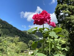 チェックアウト後アカオハーブ＆ローズガーデンへ

お花を楽しみにしていましたが、９月初旬は花が少ない。
更に天気が良すぎました