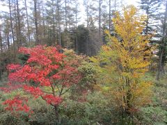 入笠すずらん山野草公園
赤・黄色の紅葉が、綺麗です。