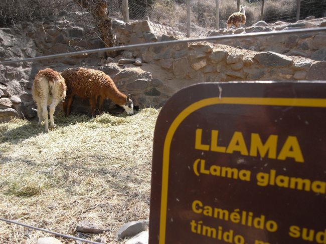 リャマ。
