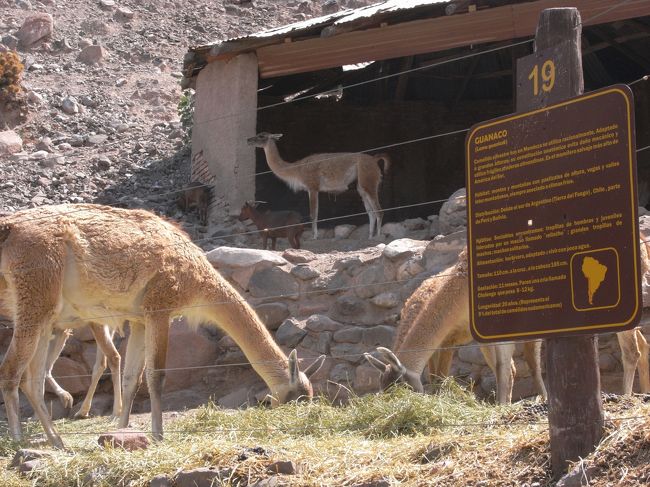 グアナコ。