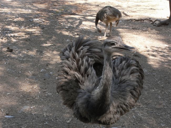 ダチョウに似たレア。