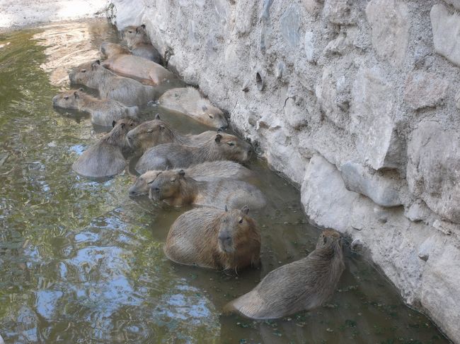 南米産のカピバラのことだったんですね。