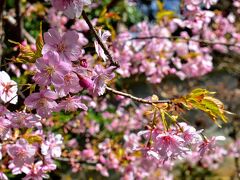 観光案内所の方に伺って泉涌寺近辺を訪れた理由がこちら。

桜です！ 

三月上旬と桜には早い季節ですが、ソメイヨシノに限定しなければ桜も観賞可能。北総の自宅近くでも咲いていたし、と案内所の方に早咲きの桜が見れそうな場所を聞いてこちらをご紹介頂きました。
ご覧の通り鮮やかなピンクが華やか(*´∀`)