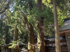 高千穂神社夫婦杉。2本の杉の幹がくっついています。この杉の周りを手をつないで3回まわるといつまでも仲良くいられるそうです。1人で残念。