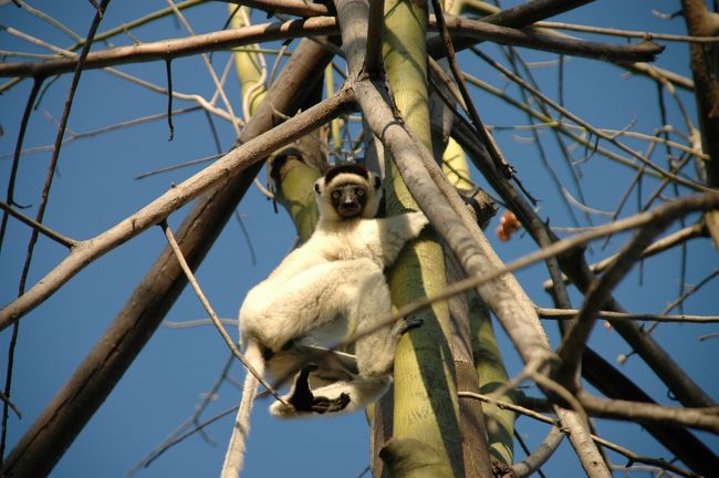 モロンタバからタクシーをチャーターしてバオバブの木とキツネザルがいるメナベ公園に行きました。<br />まずはメナベ公園に向かい横っ飛びで有名なベローシファカを見ることにしたのですが、残念ながら木の上にいる姿しか見学できませんでした。