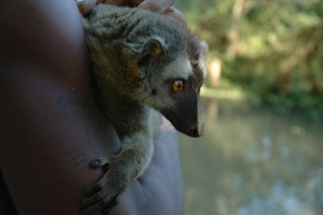 ブラウンキツネザルは抱かせてもらえます。