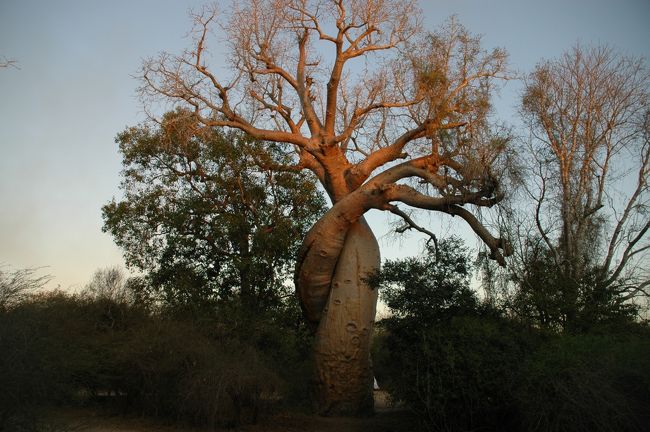 ２本のバオバブの木が絡み合う、アモーレ・バオバブ。