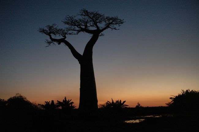 日没後のバオバブの木の自生地帯。