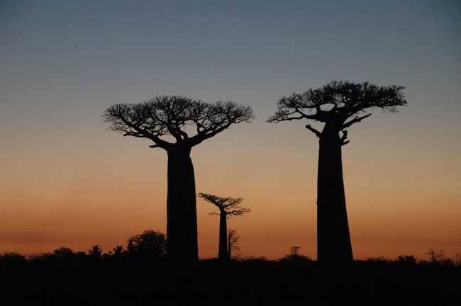 トワイライト・バオバブといった感じだ。