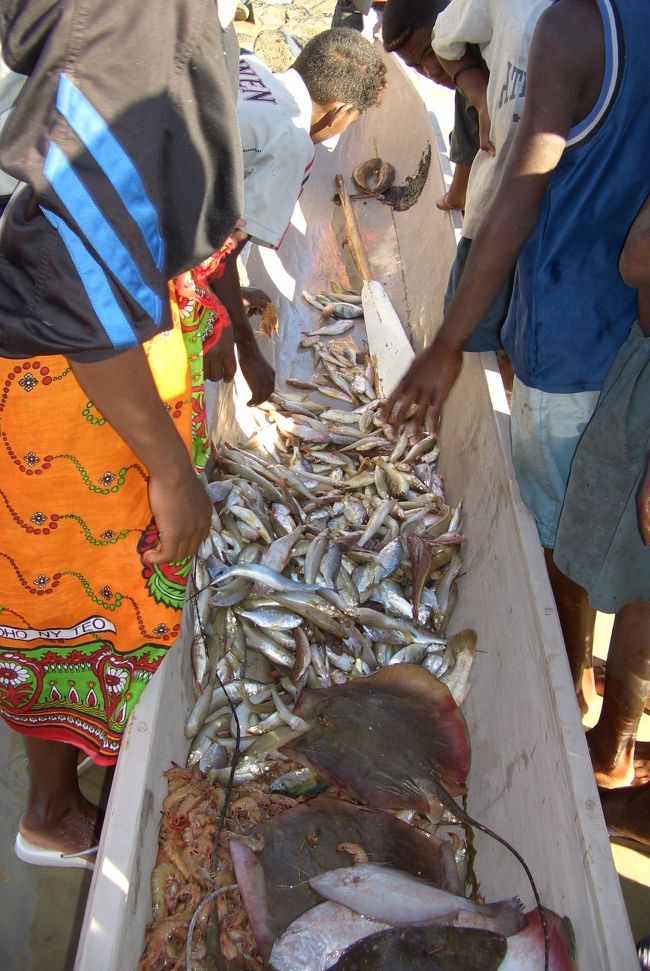 ボートからたくさんの魚が水揚げされていた。エイまでいた。