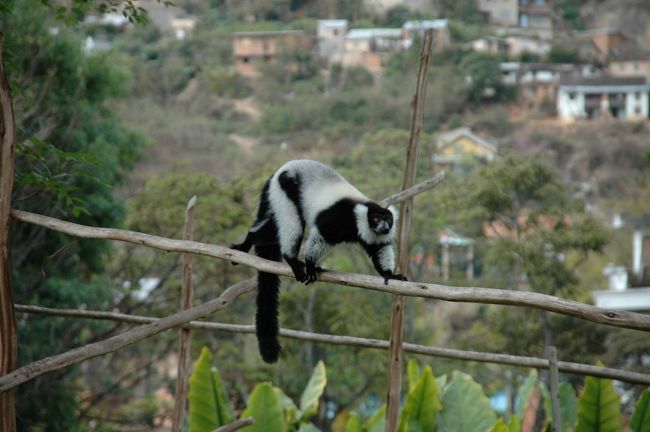 チンバザザ動物園のエリマキキツネザル。マダガスカルにしかいない固有種の大半を見学できる。