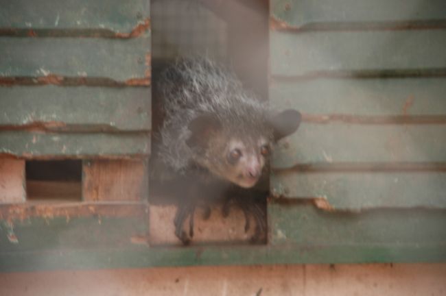 アイアイ。上野動物園にもいるらしい。