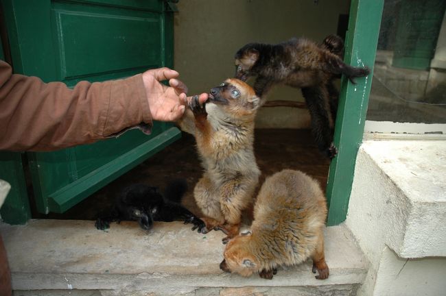 頼むと檻からキツネザルを出してさわらせてくれる。もちろん手数料は必要だ。