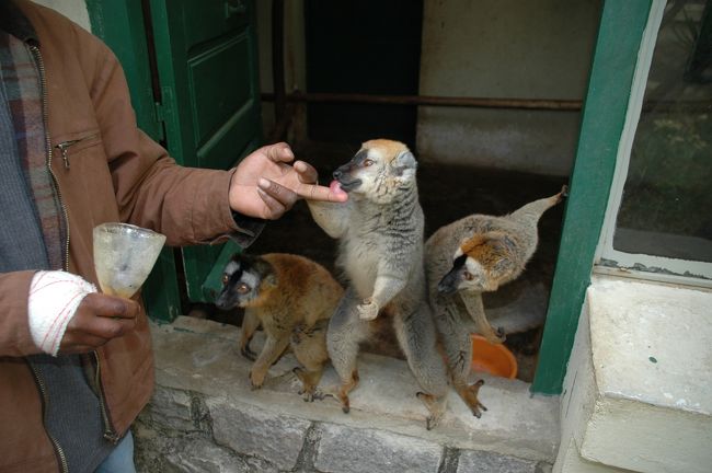 ハチミツを手に塗ると必死でなめにくる。