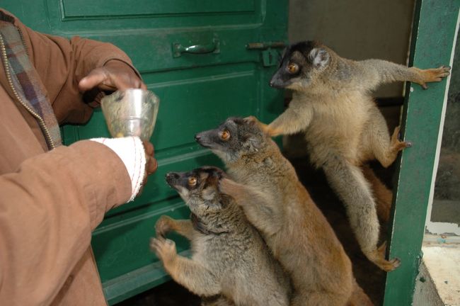頼むと檻からキツネザルを出してさわらせてくれる。もちろん手数料は必要だ。