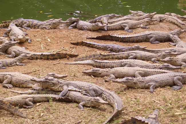 アンタナナリボの国際空港があるイバトの郊外にあるワニ園に行きました。ここでは大きさ別に飼われています。