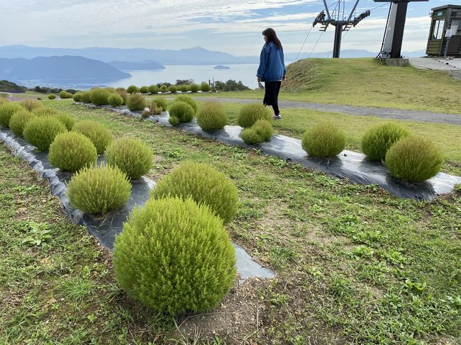 10高島のコキアが見たくて 白髭神社 メタセコイヤ並木 箱館山 竹生島 高島 滋賀県 の旅行記 ブログ By ぱぺぱぺさん フォートラベル